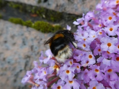 Bombus terrestris
