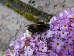 Bombus terrestris