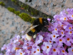 Bombus terrestris