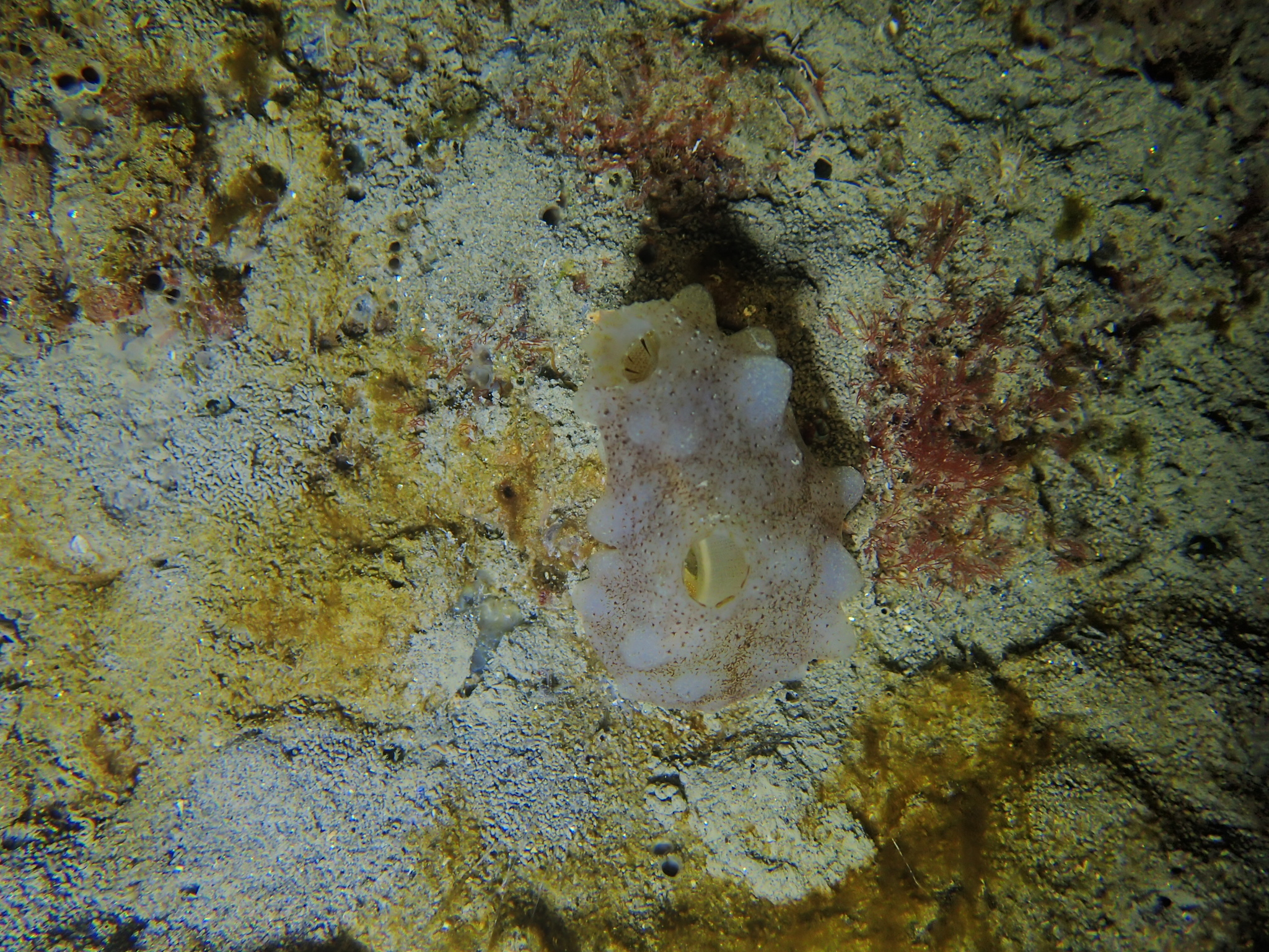 Phallusia mammillata (Cuvier, 1815)