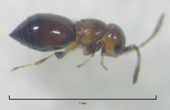 Lagynodes gastroleius