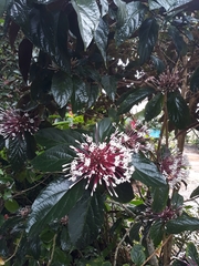 Clerodendrum quadriloculare
