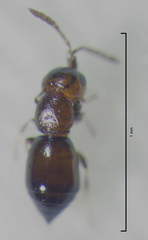 Lagynodes gastroleius