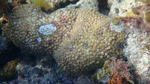 Astreopora myriophthalma observed 2024-04-28