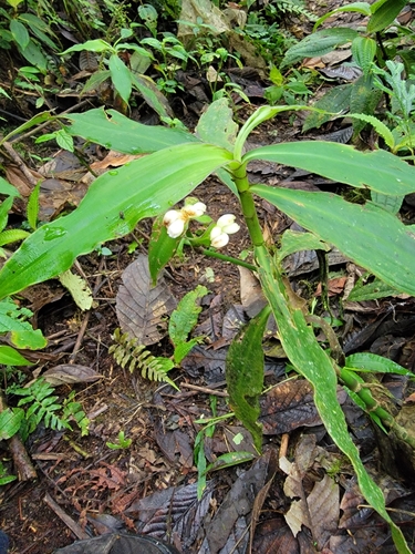 Zanonia (Tradescantia zanonia)