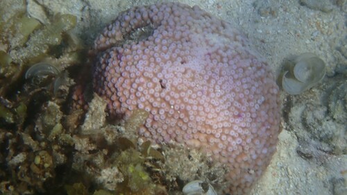Astreopora myriophthalma observed 2024-04-28
