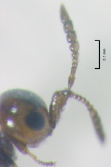 Lagynodes gastroleius