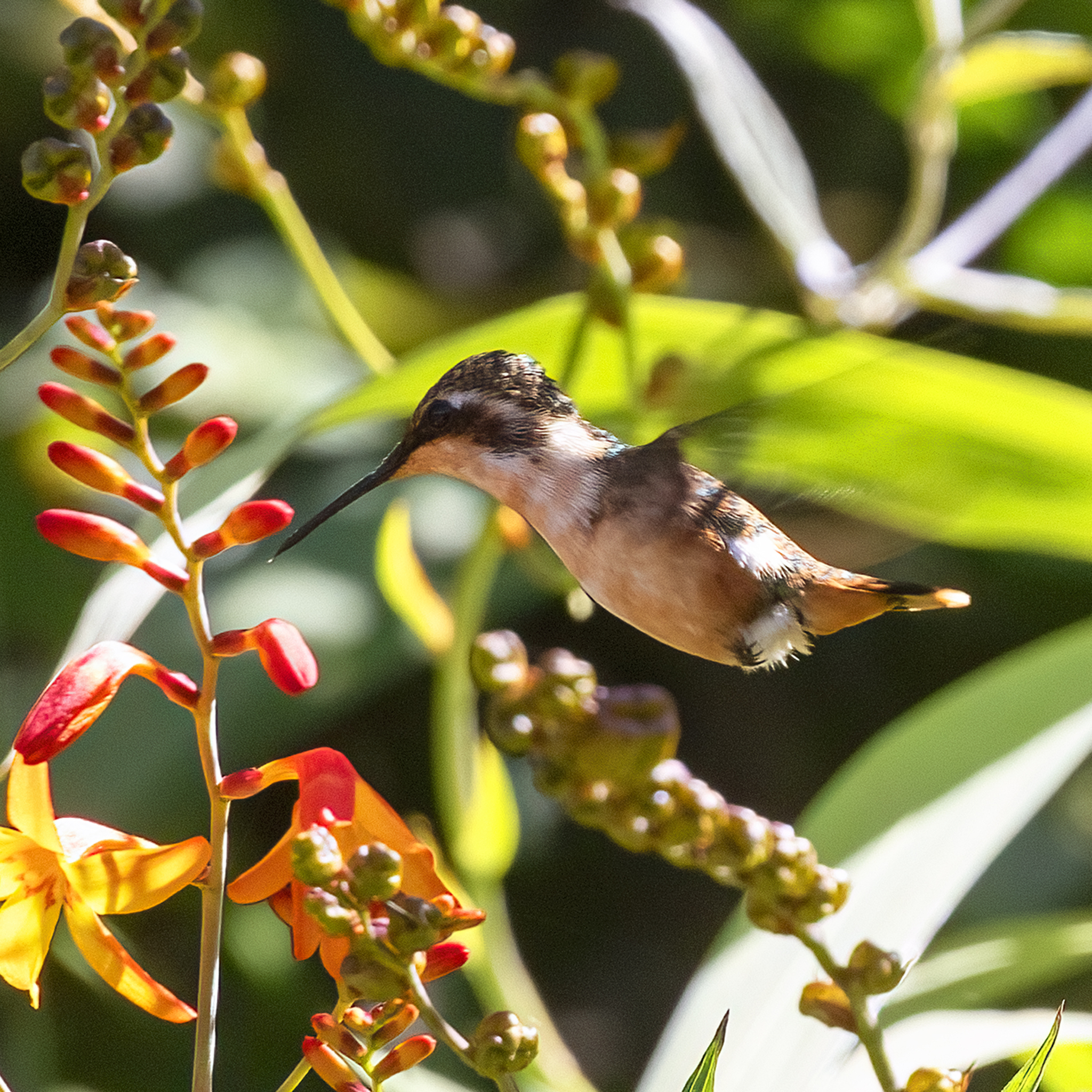 Santa Marta Woodstar (Chaetocercus astreans), photo 4