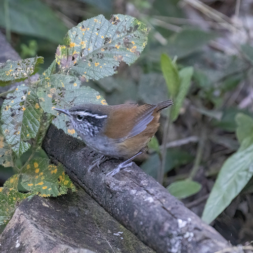 Hermit Wood Wren (Henicorhina anachoreta), photo 3