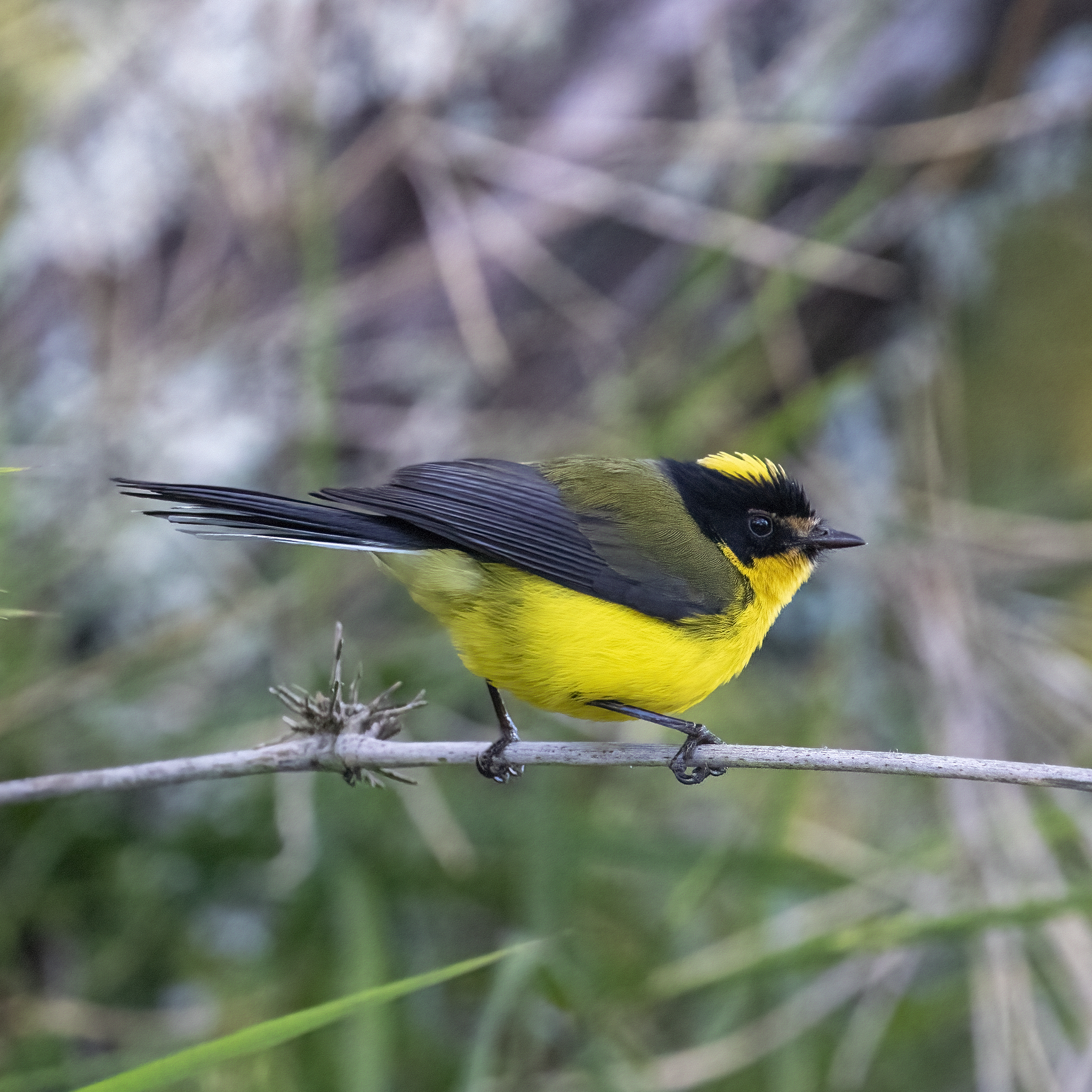 Yellow-crowned Redstart illustration