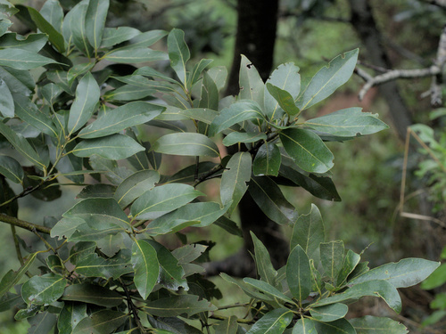 Canary Laurel