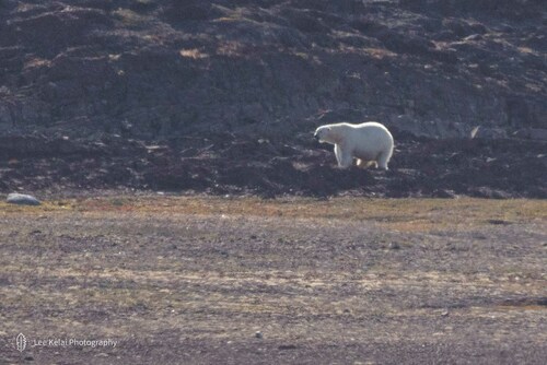 Polar bear
