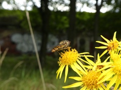 Episyrphus balteatus