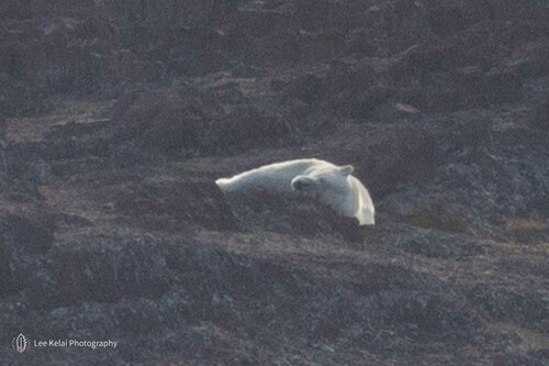 Polar bear