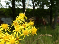 Episyrphus balteatus