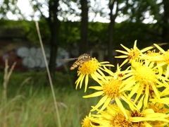 Episyrphus balteatus