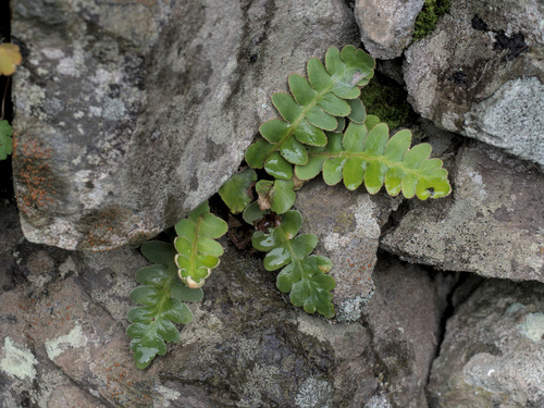 Asplenium lolegnamense (Asplenium lolegnamense)
