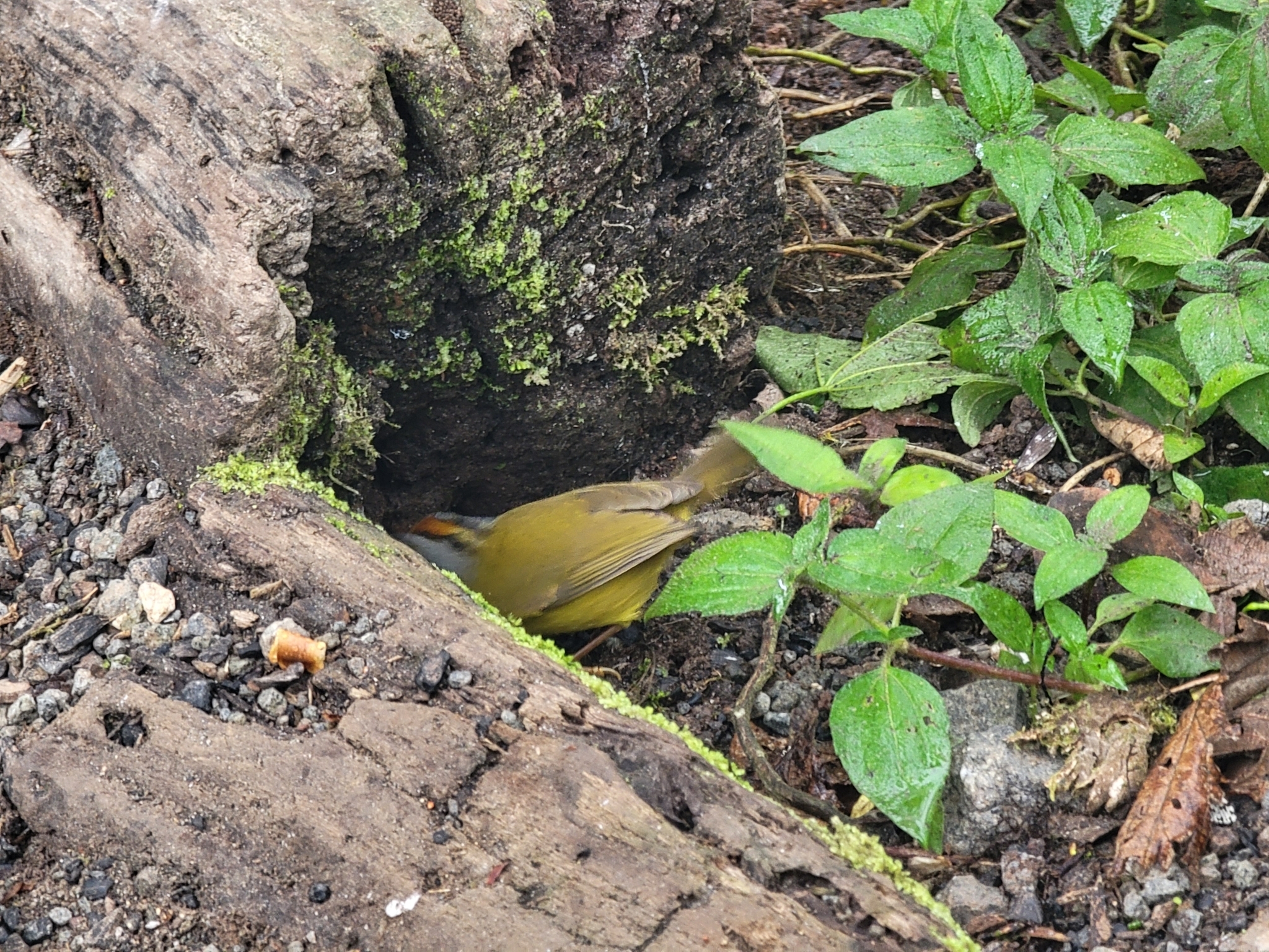 Russet-crowned Warbler (Myiothlypis coronata), photo 10