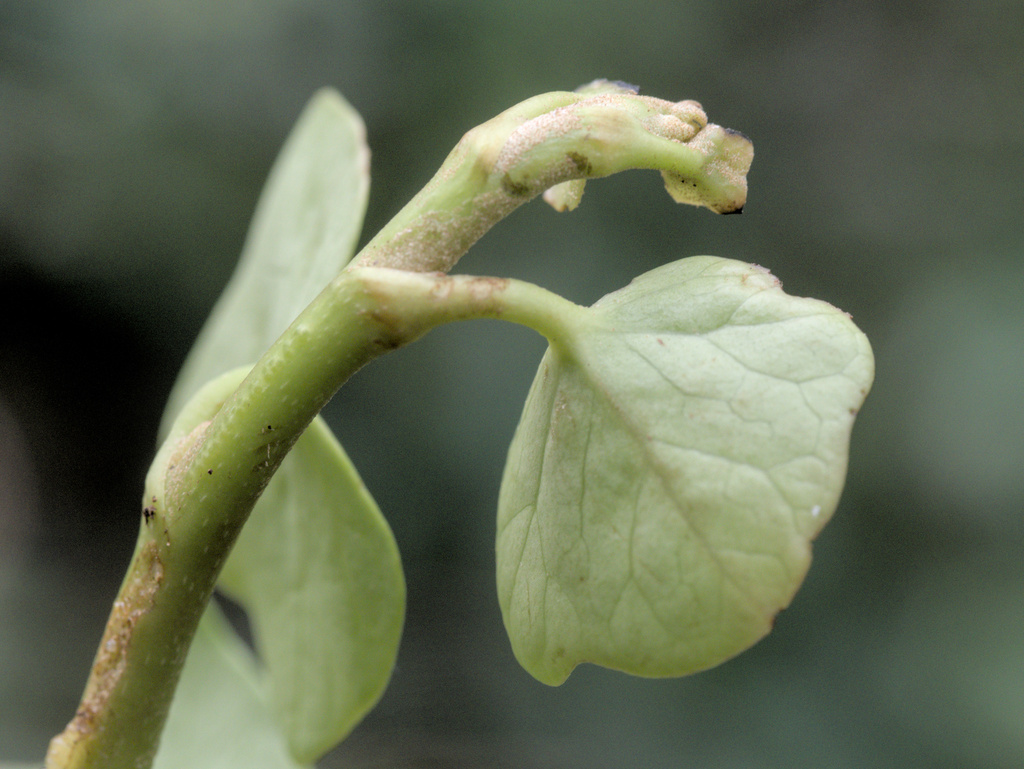 Hedera maderensis; photograph (c) Daniel Cahen, some rights reserved (CC BY)