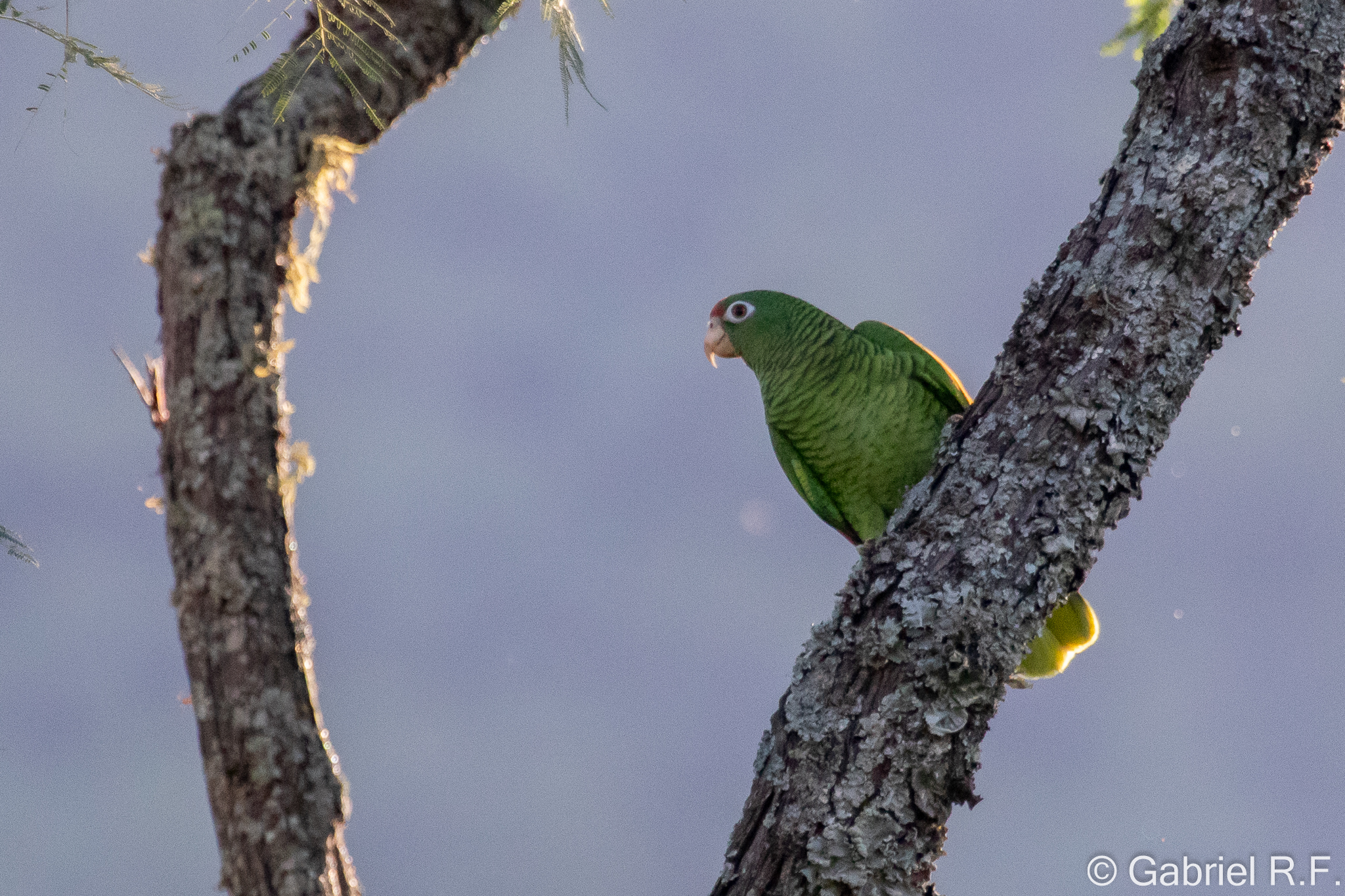 Tucuman Amazon (Amazona tucumana), photo 4