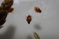 Eleocharis ovata