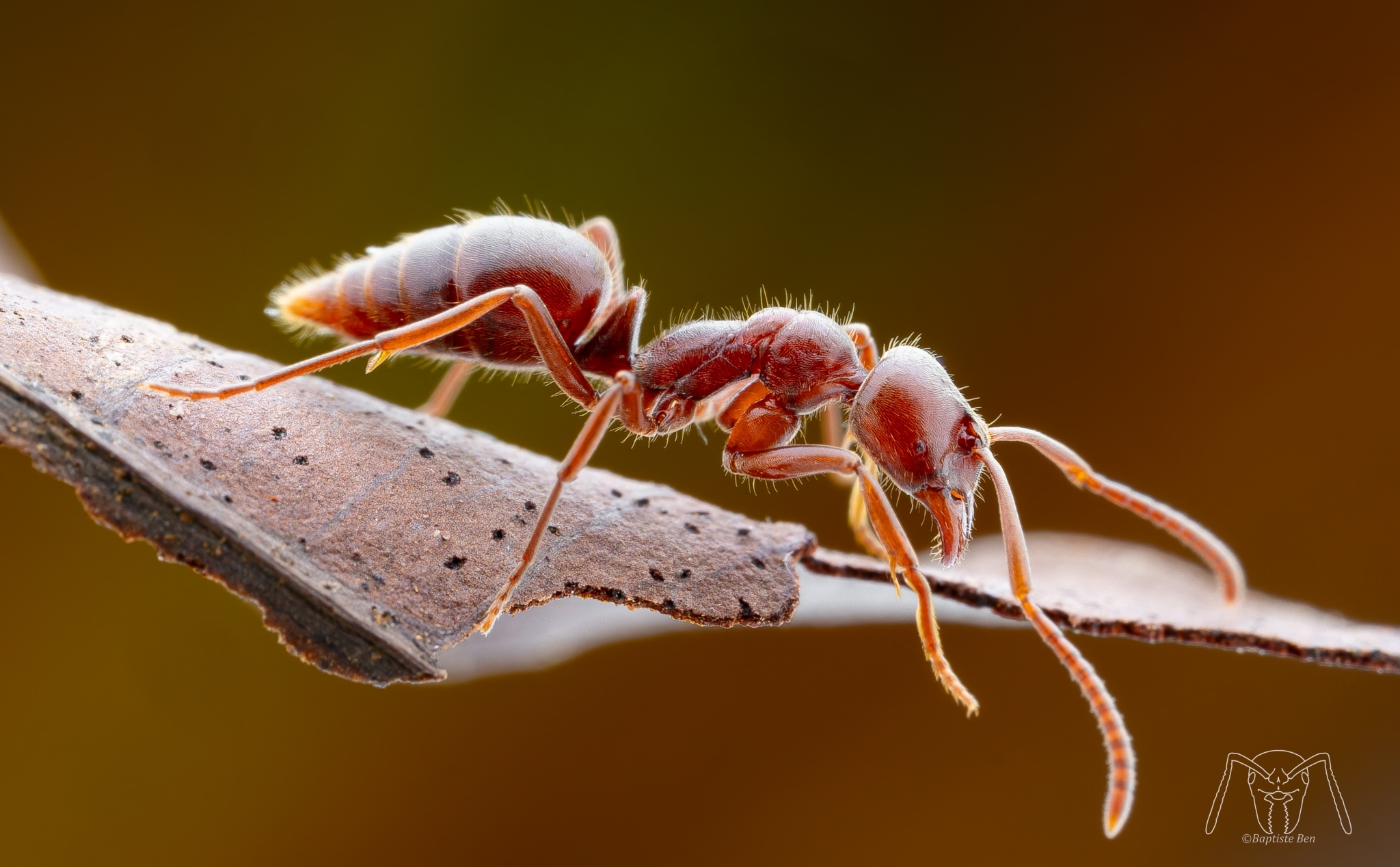 Corrieopone nouragues
