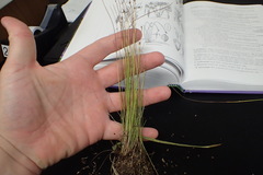 Eleocharis ovata
