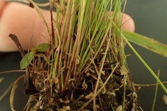 Eleocharis ovata