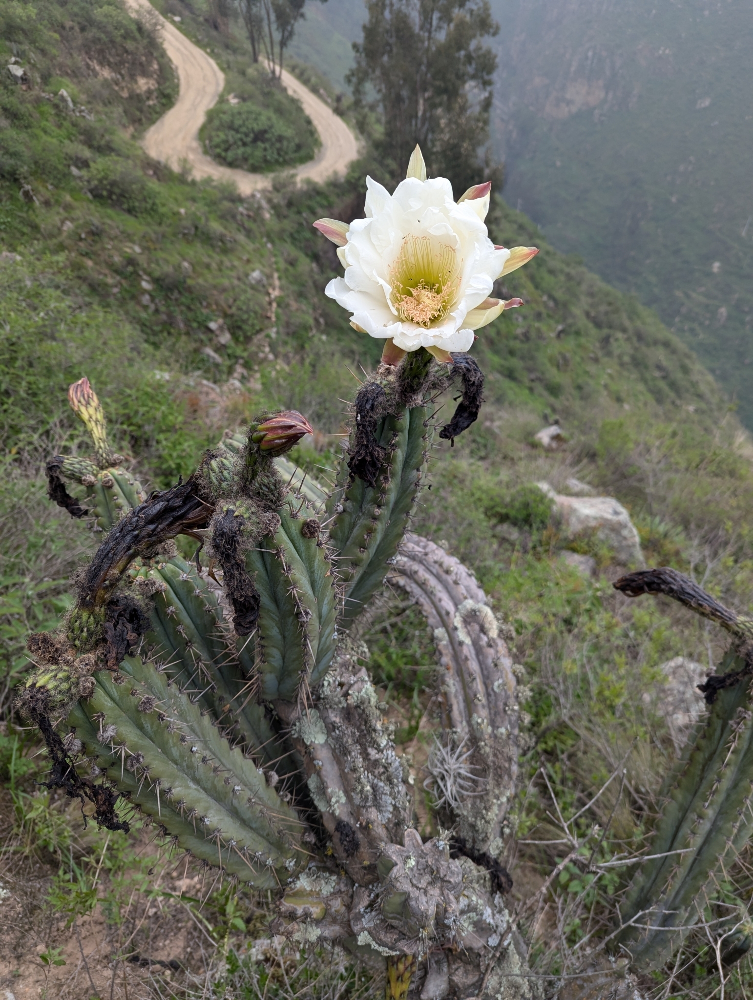 Imagem de Cacto San Pedro