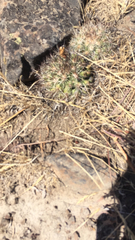 Pediocactus nigrispinus