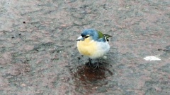 Fringilla coelebs moreletti