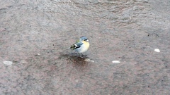 Fringilla coelebs moreletti