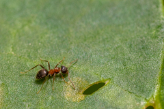 Lasius emarginatus