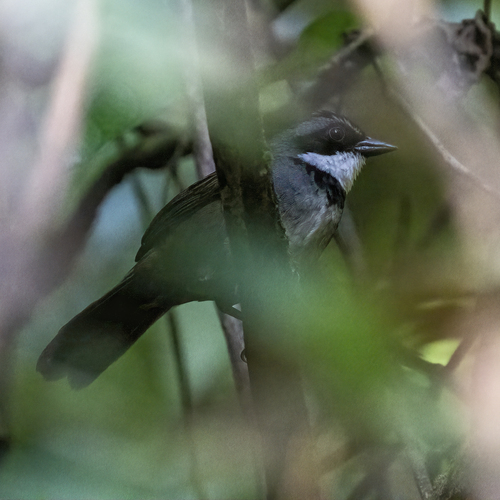 Sierra Nevada Brushfinch (Arremon basilicus), photo 2