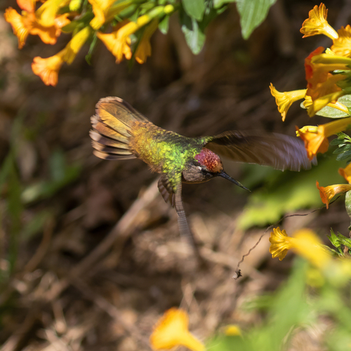 Santa Marta Blossomcrown (Anthocephala floriceps), photo 2