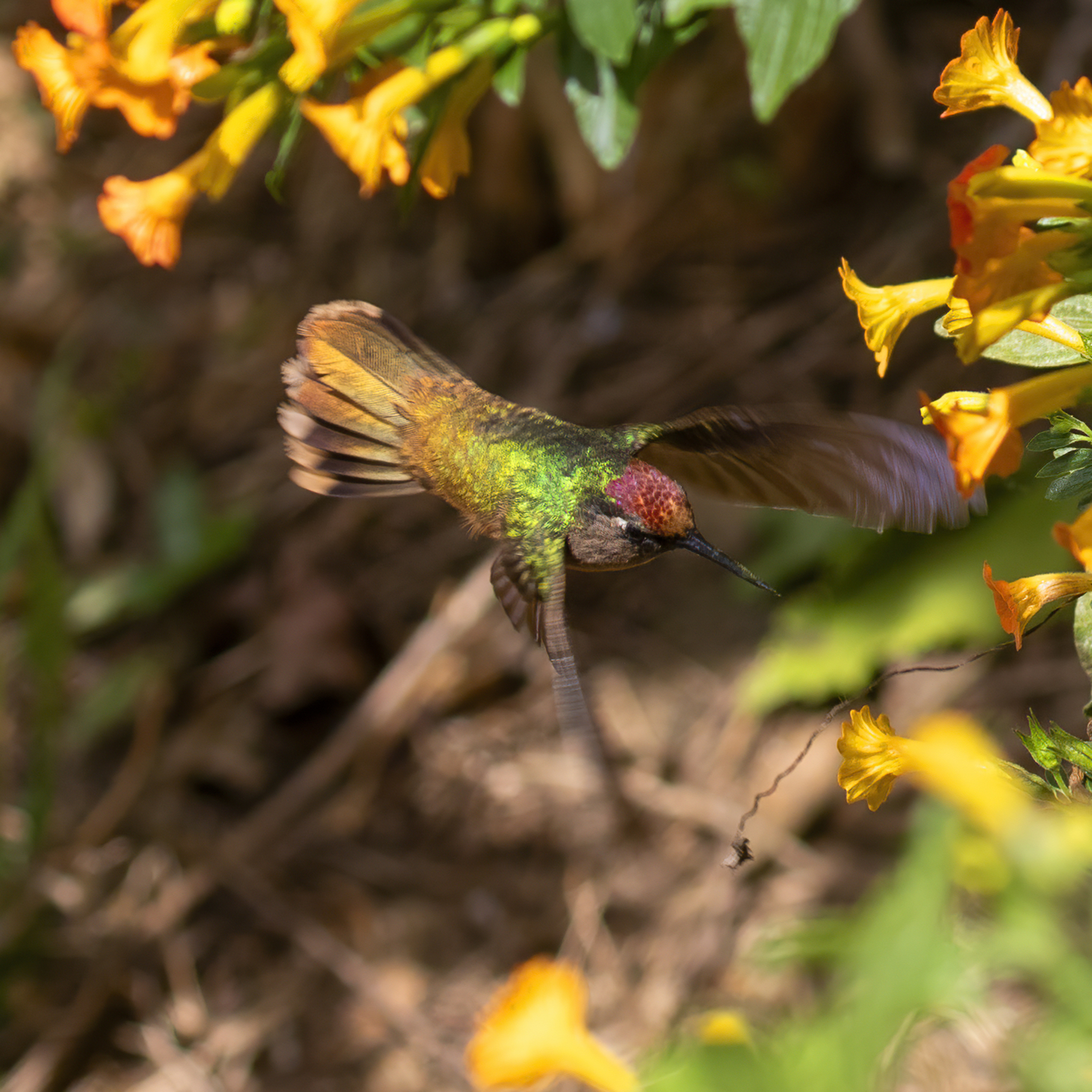 Santa Marta Blossomcrown (Anthocephala floriceps), photo 2