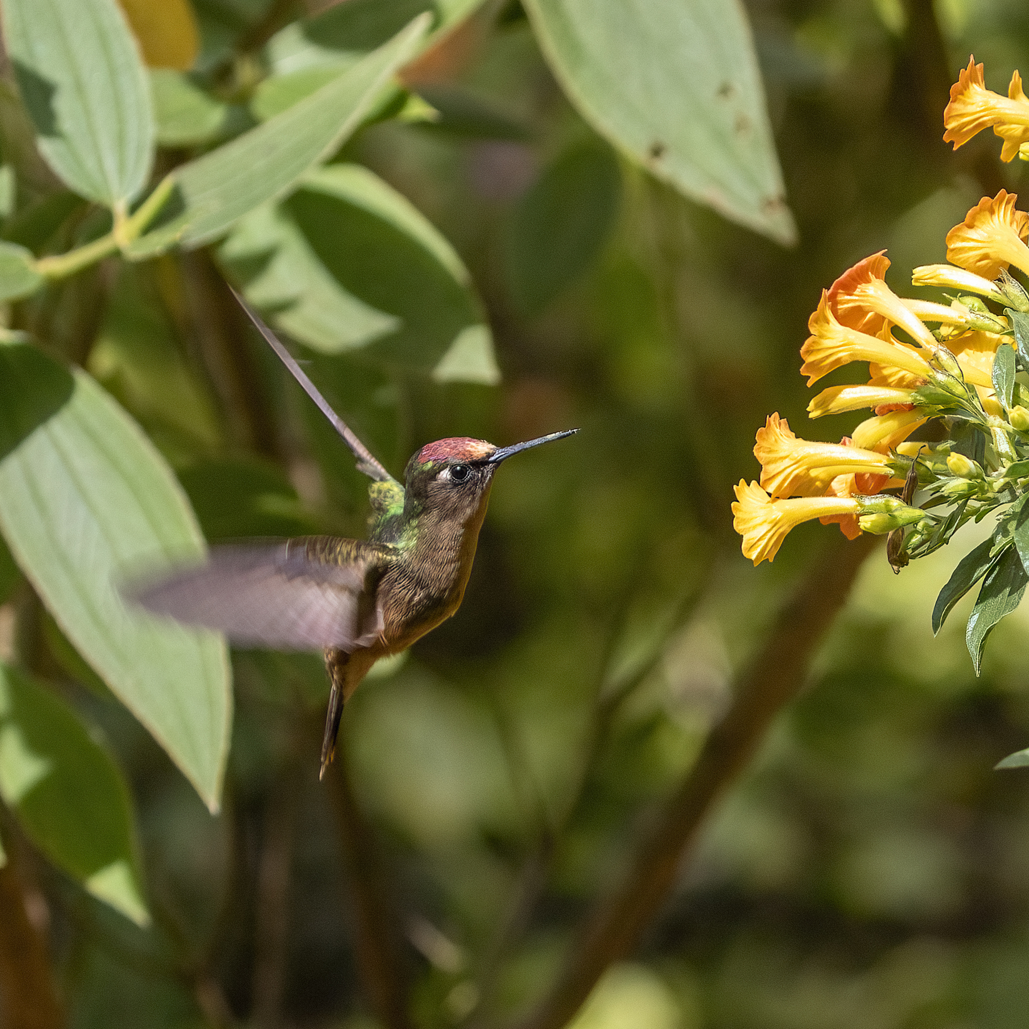Santa Marta Blossomcrown (Anthocephala floriceps), photo 3
