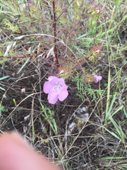 Agalinis densiflora
