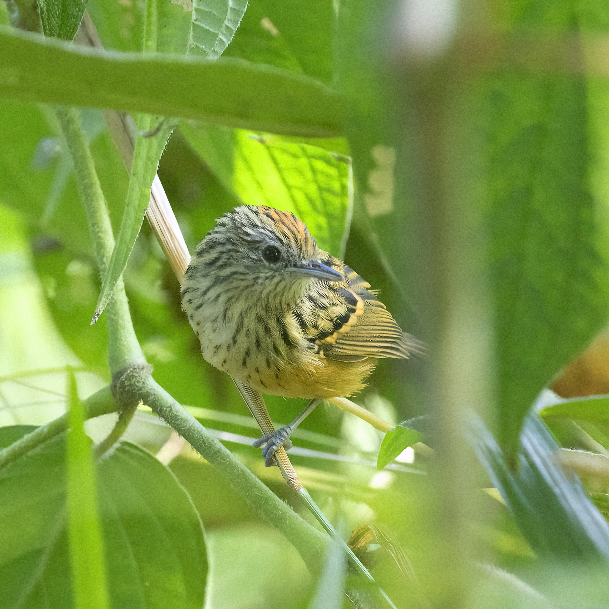 Santa Marta Antbird (Drymophila hellmayri), photo 3