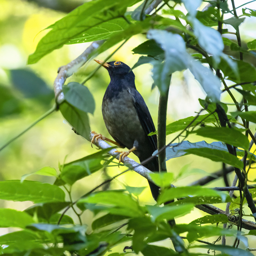 Black-hooded Thrush (Turdus olivater), photo 6