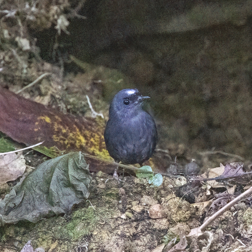 Santa Marta Tapaculo (Scytalopus sanctaemartae), photo 5
