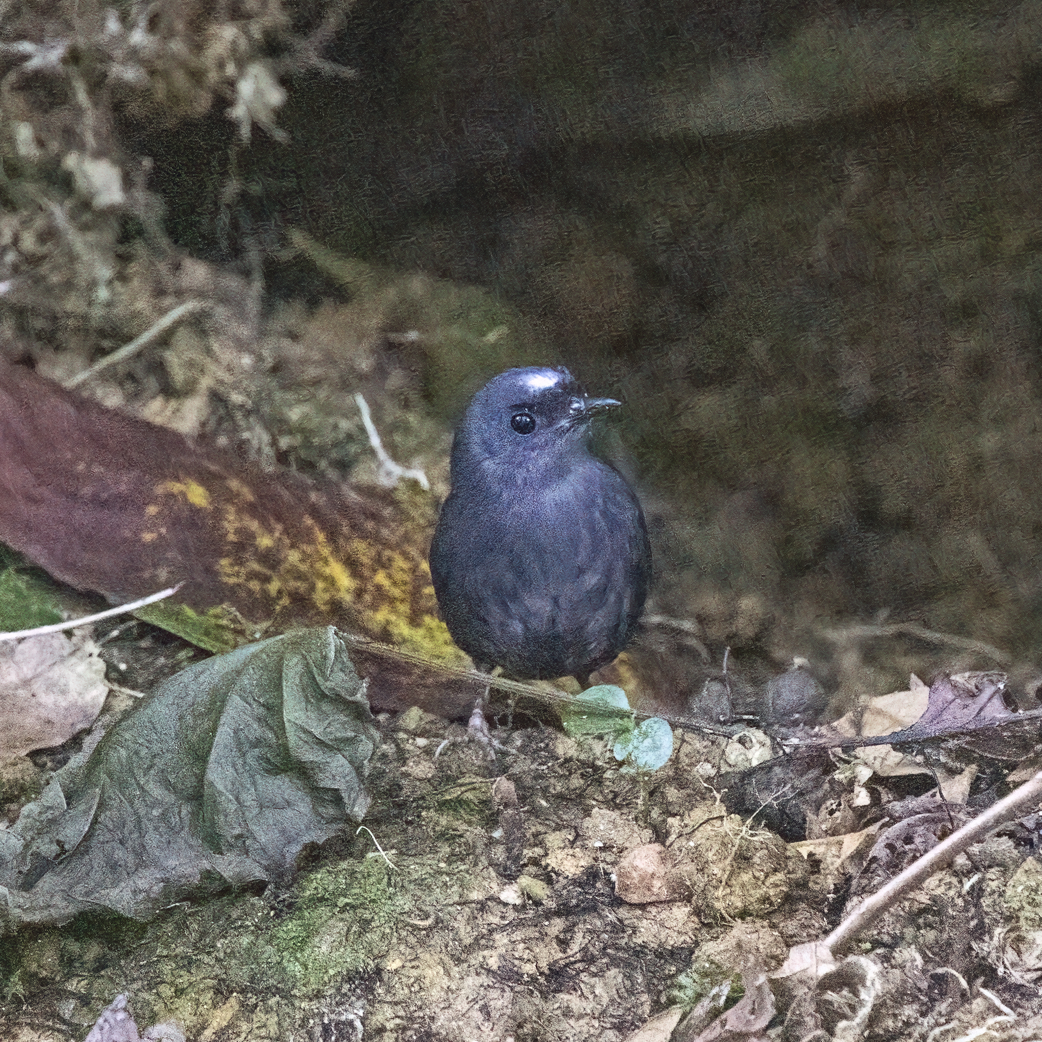 Santa Marta Tapaculo (Scytalopus sanctaemartae), photo 10