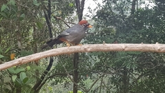 Pterorhinus mitratus