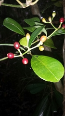 Psychotria onivensis