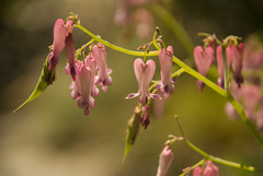 Dicentra eximia