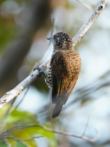 Golden-spangled Piculet (Picumnus exilis), photo 2