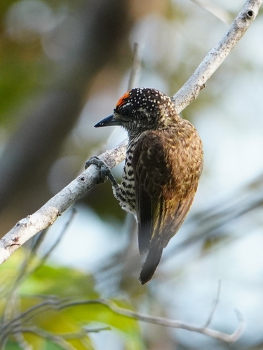 Golden-spangled Piculet (Picumnus exilis), photo 3