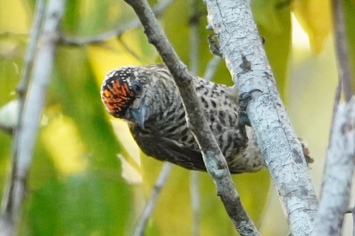 Golden-spangled Piculet (Picumnus exilis), photo 8
