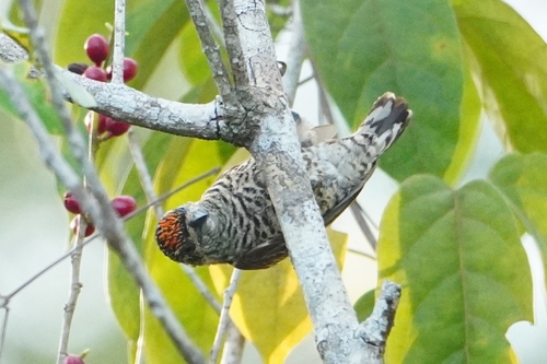 Golden-spangled Piculet (Picumnus exilis), photo 9