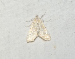 Elophila icciusalis